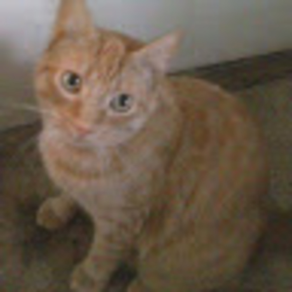 Meet your Posher, Faith